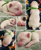 Asher AKC , a male Havanese for sale in Cochran, GA – 1 of 1