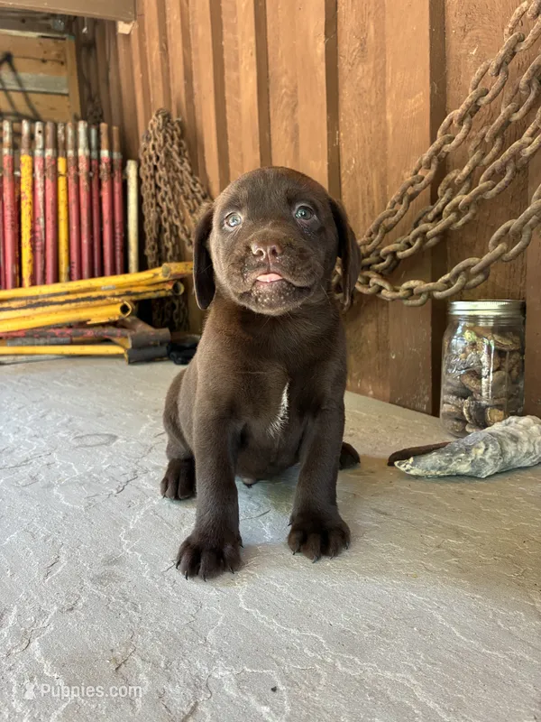 Pup 6 – Labrador Retriever puppy for sale in Benton, PA
