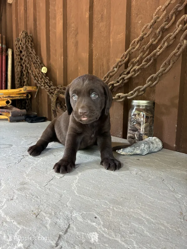 Pup 4 – Labrador Retriever puppy for sale in Benton, PA