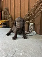 Pup 4, a male Labrador Retriever for sale in Benton, PA – 1 of 2