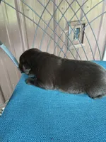 Pup 8, a female Labrador Retriever for sale in Benton, PA – 2 of 3