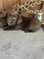 Pup 1, a male Labrador Retriever for sale in Benton, PA – 2 of 2
