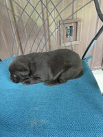 Pup 5, a female Labrador Retriever for sale in Benton, PA – 3 of 3