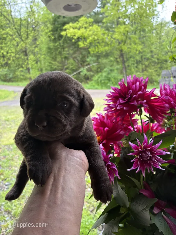 Pup 6 – Labrador Retriever puppy for sale in Benton, PA