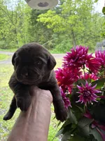 Pup 6, a male Labrador Retriever for sale in Benton, PA – 1 of 3