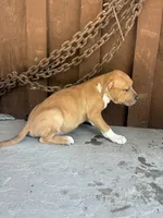 Bully 5, a male American Bully for sale in Benton, PA – 2 of 2