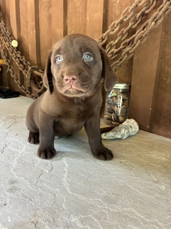 Pup 1 – Labrador Retriever puppy for sale in Benton, PA