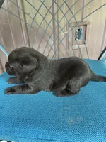 Pup 2, a male Labrador Retriever for sale in Benton, PA – 3 of 3