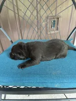 Pup 4, a male Labrador Retriever for sale in Benton, PA – 2 of 3