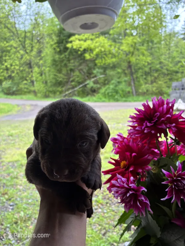 Pup 4 – Labrador Retriever puppy for sale in Benton, PA