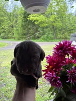 Pup 4, a male Labrador Retriever for sale in Benton, PA – 1 of 3