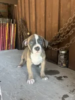 Pup 1, a female American Bully for sale in Benton, PA – 2 of 2