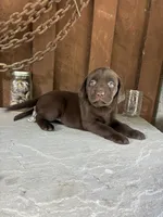 Pup 3, a female Labrador Retriever for sale in Benton, PA – 2 of 2
