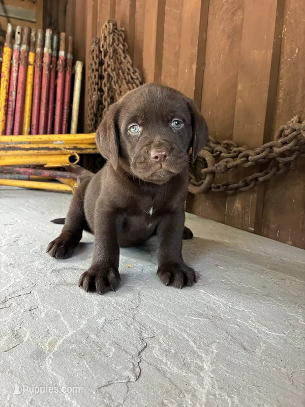 Pup 2 – Labrador Retriever puppy for sale in Benton, PA