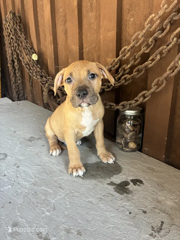 Bully 1 – American Bully puppy for sale in Benton, PA