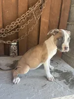 Pup 2, a female American Bully for sale in Benton, PA – 2 of 2