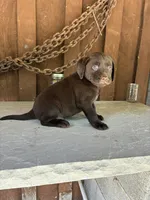 Pup 6, a male Labrador Retriever for sale in Benton, PA – 2 of 2