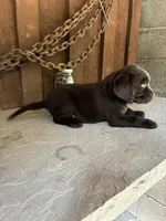 Pup 7, a male Labrador Retriever for sale in Benton, PA – 2 of 2