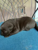 Pup 3, a female Labrador Retriever for sale in Benton, PA – 3 of 3