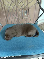 Pup 1, a male Labrador Retriever for sale in Benton, PA – 2 of 3