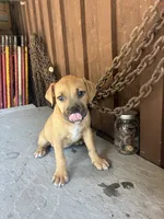Bully 3, a female American Bully for sale in Benton, PA – 1 of 2