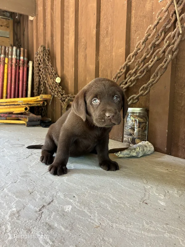 Pup 8 – Labrador Retriever puppy for sale in Benton, PA