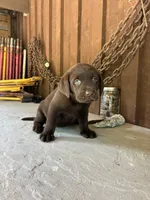 Pup 8, a female Labrador Retriever for sale in Benton, PA – 1 of 2