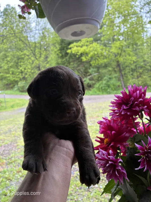 Pup 7 – Labrador Retriever puppy for sale in Benton, PA