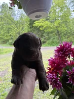 Pup 7, a male Labrador Retriever for sale in Benton, PA – 1 of 3