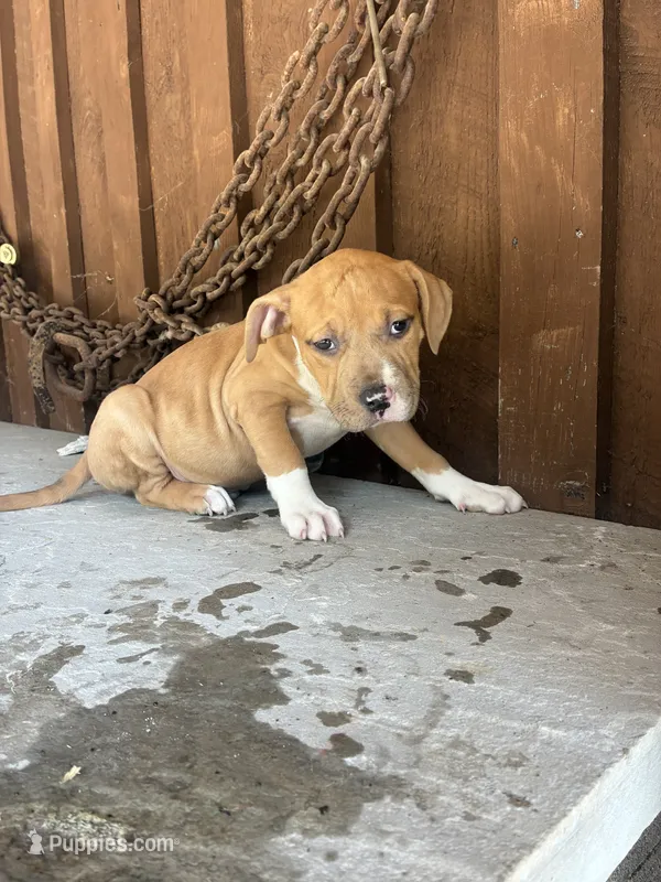 Bully 5 – American Bully puppy for sale in Benton, PA