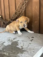 Bully 5, a male American Bully for sale in Benton, PA – 1 of 2