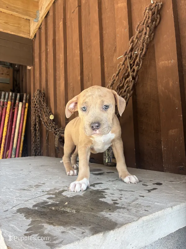 Bully 2 – American Bully puppy for sale in Benton, PA