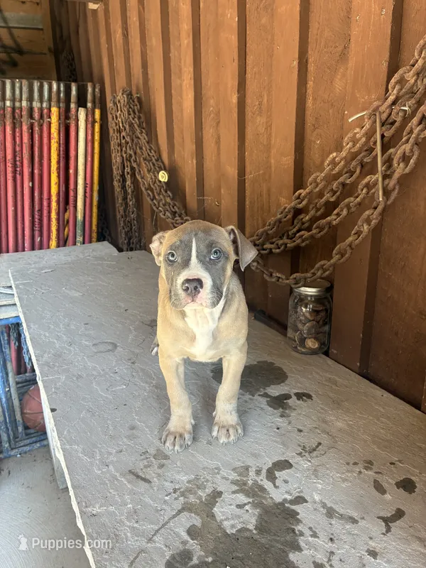 Pup 3 – American Bully puppy for sale in Benton, PA