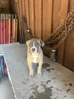 Pup 3, a female American Bully for sale in Benton, PA – 1 of 2