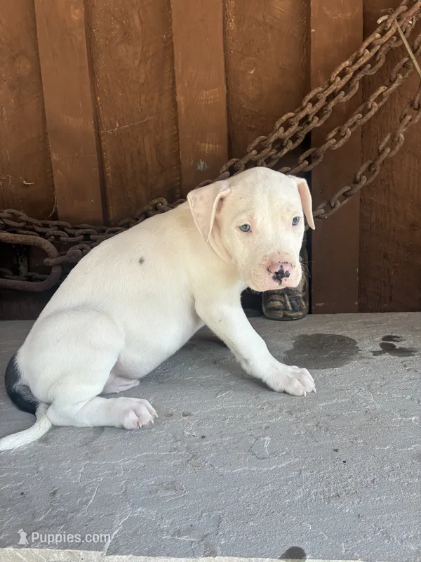 Pup 4 – American Bully puppy for sale in Benton, PA