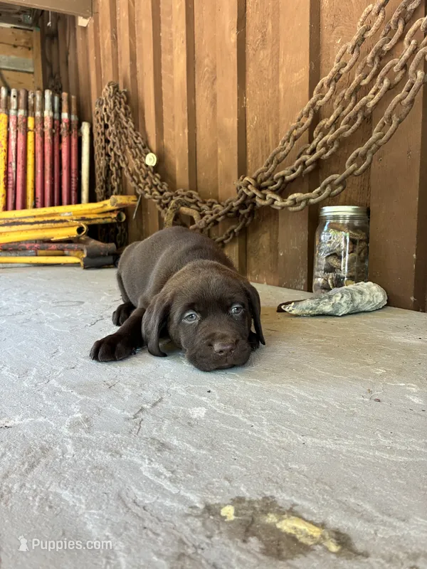 Pup 5 – Labrador Retriever puppy for sale in Benton, PA
