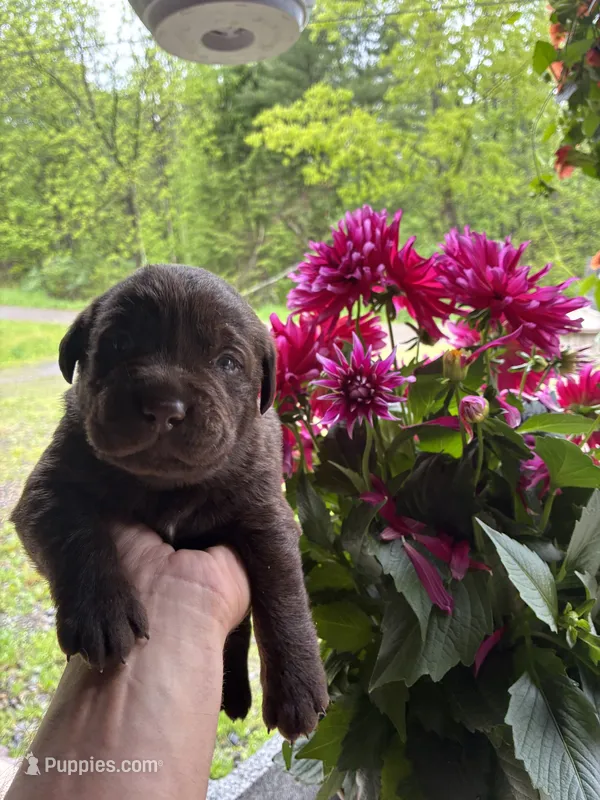 Pup 2 – Labrador Retriever puppy for sale in Benton, PA