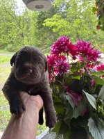 Pup 2, a male Labrador Retriever for sale in Benton, PA – 1 of 3
