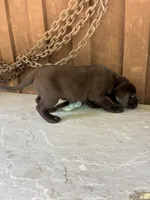Pup 8, a female Labrador Retriever for sale in Benton, PA – 2 of 2