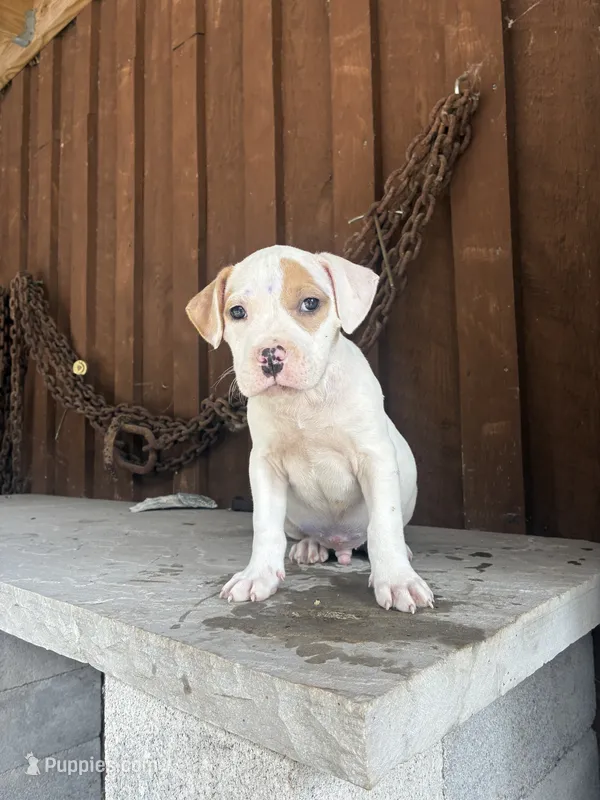 Bully 4 – American Bully puppy for sale in Benton, PA