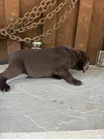 Pup 4, a male Labrador Retriever for sale in Benton, PA – 2 of 2