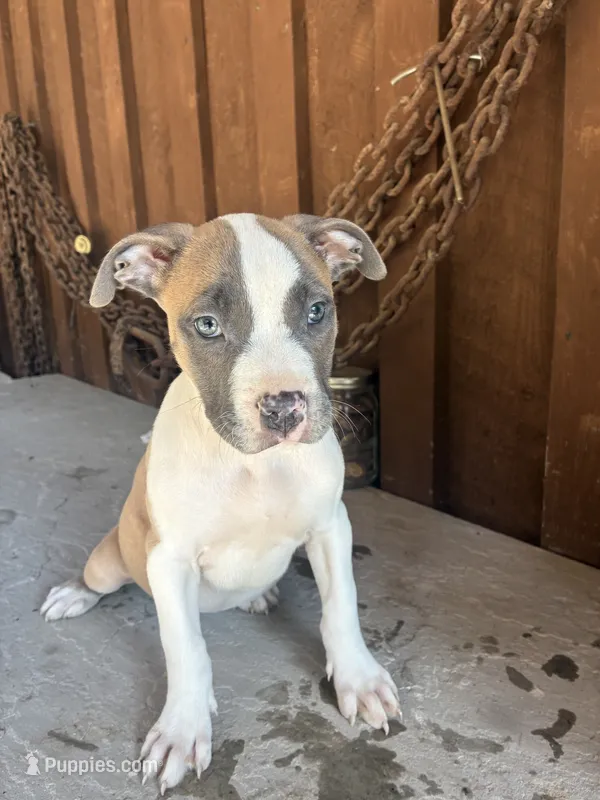 Pup 2 – American Bully puppy for sale in Benton, PA