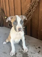 Pup 2, a female American Bully for sale in Benton, PA – 1 of 2