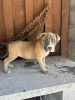 Pup 3, a female American Bully for sale in Benton, PA – 2 of 2