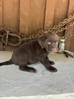 Pup 2, a male Labrador Retriever for sale in Benton, PA – 2 of 2