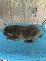 Pup 6, a male Labrador Retriever for sale in Benton, PA – 3 of 3