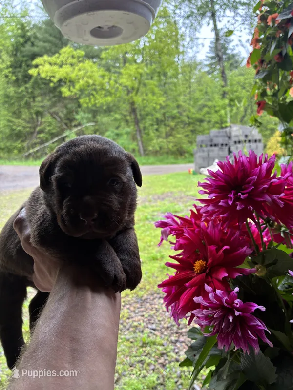 Pup 8 – Labrador Retriever puppy for sale in Benton, PA