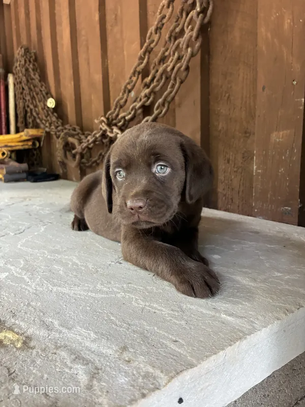 Pup 3 – Labrador Retriever puppy for sale in Benton, PA