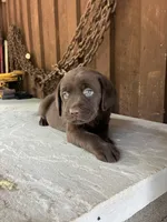 Pup 3, a female Labrador Retriever for sale in Benton, PA – 1 of 2