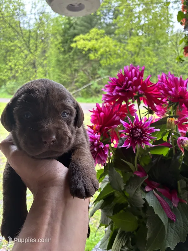 Pup 3 – Labrador Retriever puppy for sale in Benton, PA